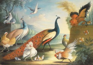 Twee Pauwen, Duiven, Kippen en een Haan in een Park